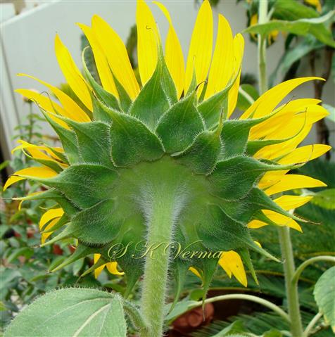  Involucre